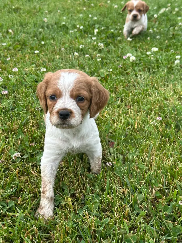CKC Registered Brittany Spaniel Puppies in Dogs & Puppies for Rehoming in Oakville / Halton Region - Image 6