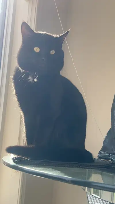 cat for sale, View more