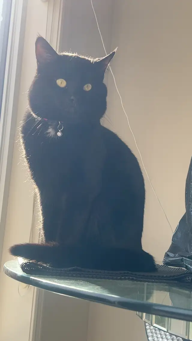 cat for sale in Cats & Kittens for Rehoming in Oakville / Halton Region - Image 2