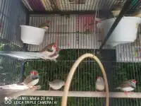 zebra baby and adult  finches  for rehoming