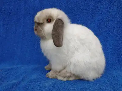 ****Note: for a quicker response, please call or text: 514 779 6726****If the ad is up, bunnies ARE...