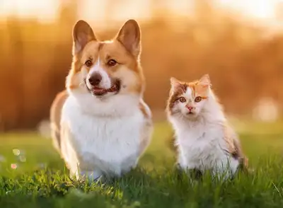 Rapture Pet Care, View more
