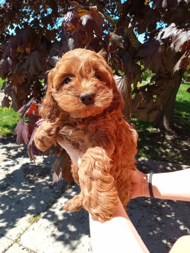 Cockapoo 3 puppies are looking for home in Dogs & Puppies for Rehoming in Oakville / Halton Region - Image 7
