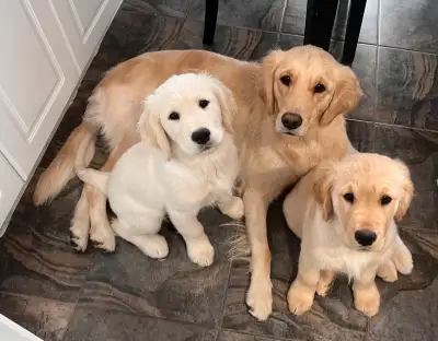 Golden Retriever Puppies Ready for Their Forever Homes!, View more