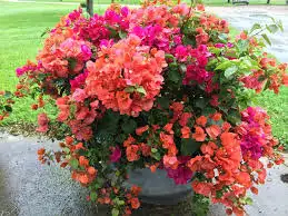 small trees $6062864746217603124
