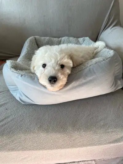 Dog for rehoming, View more