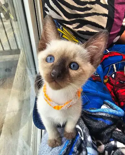 Seal Point Siamese Kittens, View more