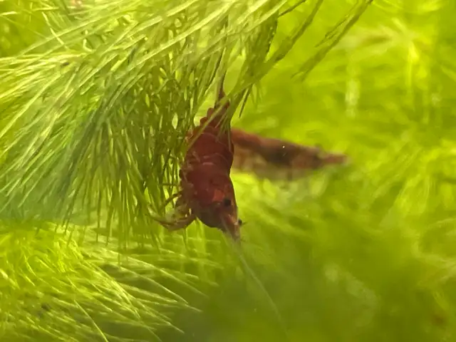 Supreme Red Cherry Shrimp in Fish for Rehoming in Hamilton - Image 6