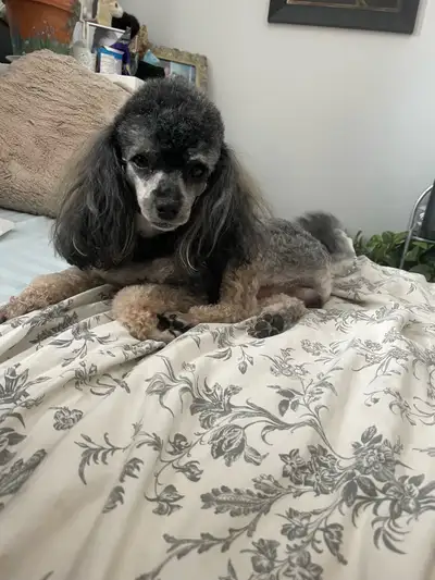 Male 10 pound stud poodle, View more