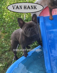 French Bulldog, 3yr old and a 5mth old, Males, to loving homes