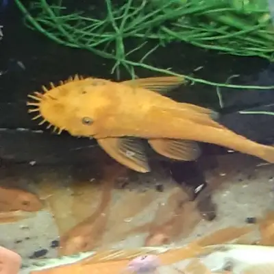 Super Red short fin pleco, Voir plus
