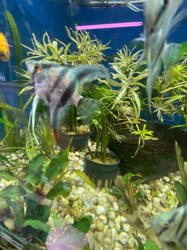 Cobalt Blue Zebra Angelfish  in Fish for Rehoming in Hamilton - Image 4