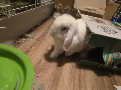 Marshmallow | 7y.o Neutered Male French Lop, View more