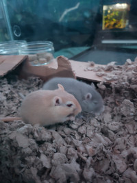 Young gerbils with tank and accessories