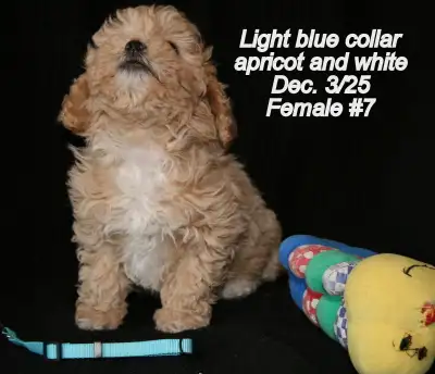 Bichon Poos ( small, white, apricot), View more