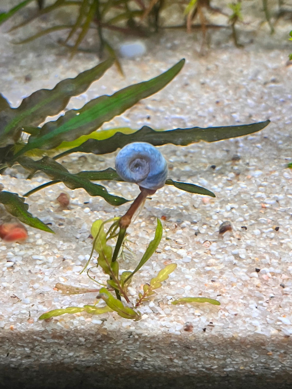 Blue ramshorn snail in Fish for Rehoming in Oshawa / Durham Region - Image 4