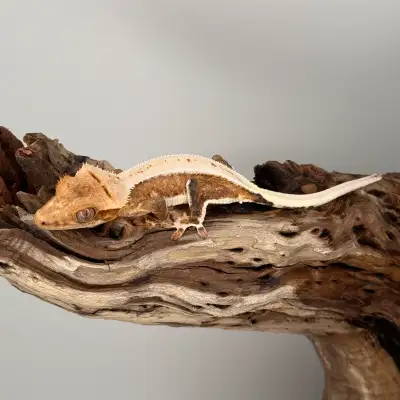 Morph: Yello LW. Sex: Female. Produced by: Exquisite Geckos Out of: Venom x Sindel. **Exᴘᴇ́ᴅɪᴛɪᴏɴ Pᴀ...