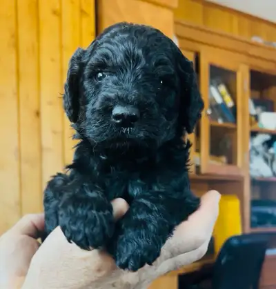 Goldendoodles F1 Silver-Blue Rareté, View more