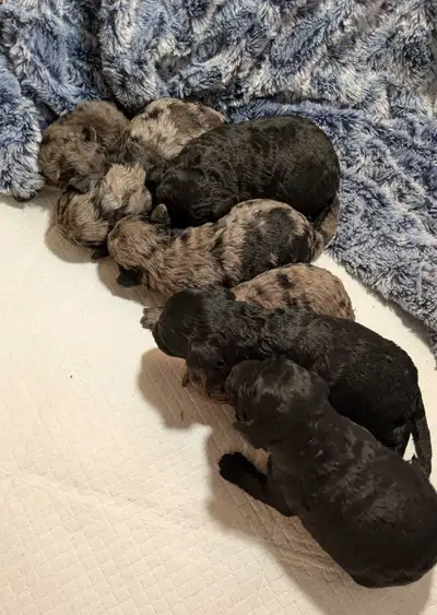 purebred toy poodles, View more