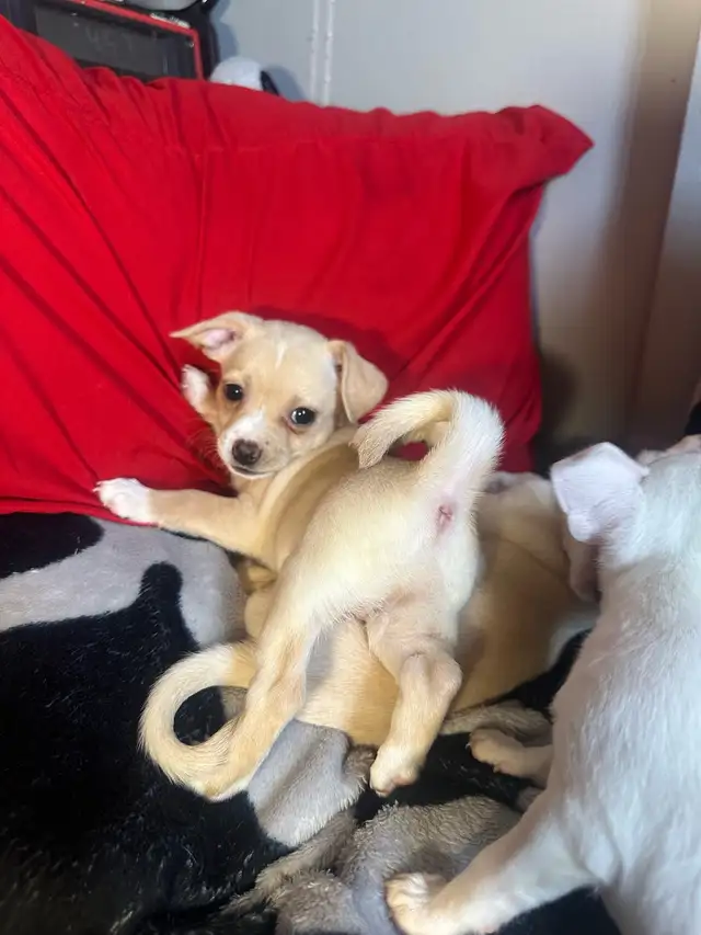 2 tan female purebred Chihuahua puppies in Dogs & Puppies for Rehoming in Hamilton - Image 7
