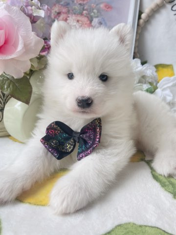 TOP Quality Teddy bear Samoyed puppies European blooline in Dogs & Puppies for Rehoming in Markham / York Region