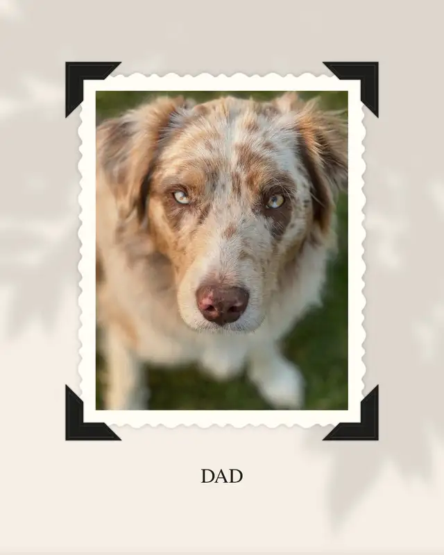 Purebred Australian Shepherd Puppies in Dogs & Puppies for Rehoming in St. Albert - Image 11