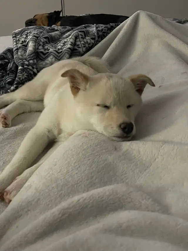 last girl, 4 month old shiba inu in Dogs & Puppies for Rehoming in Brantford - Image 5