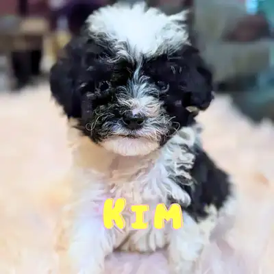 Mini Sheepadoodle Puppies, View more