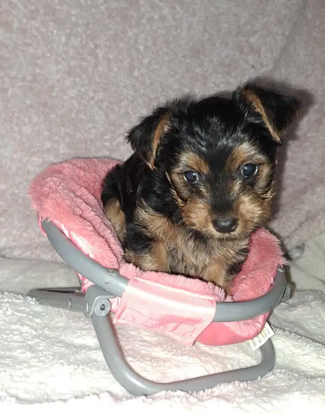 2 female Yorkie pups in Dogs & Puppies for Rehoming in St. Catharines - Image 10