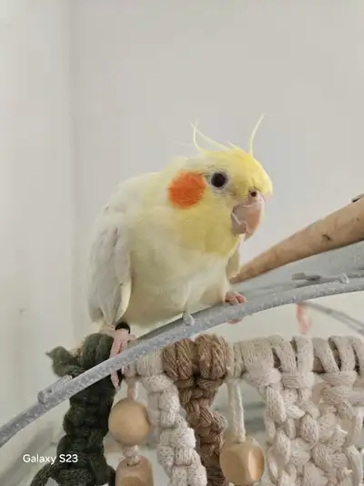 Looking for unwanted parrots, View more