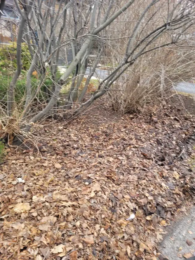 landscaping & lawn maintenance  in Lawn, Tree Maintenance & Eavestrough in City of Toronto - Image 2