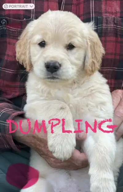 Golden/Labrador puppies available now!, View more