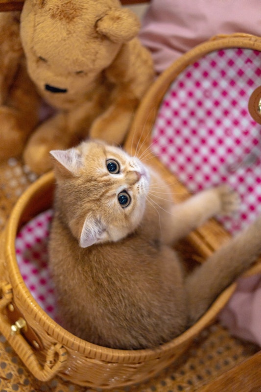 British Shorthair Kitten Cats & Kittens for Rehoming City