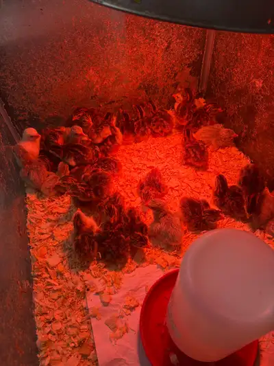  Guinea Keets, View more