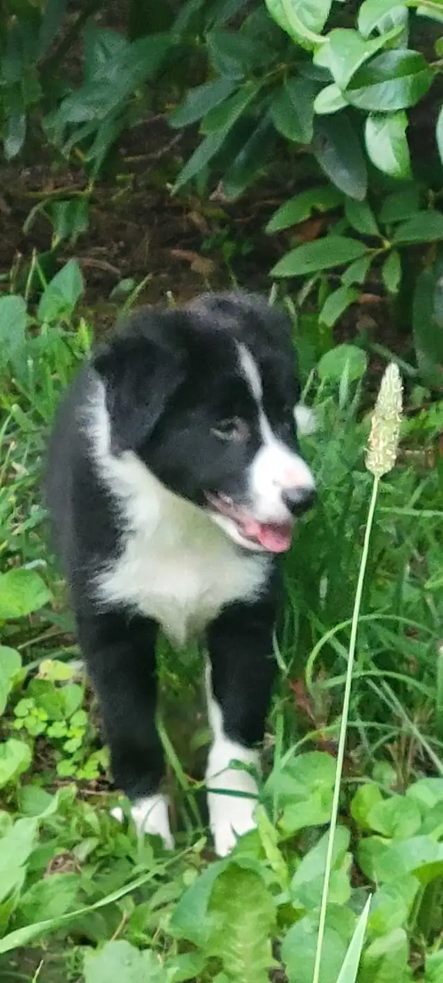 Beautiful Border Collie puppies for sale