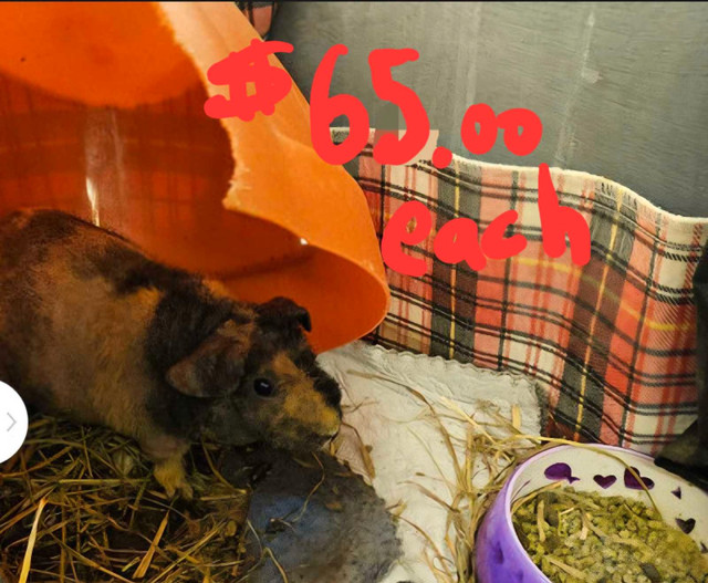 Pure Skinny Pigs For Sale Cheap Price in Animal & Pet Services in Dartmouth - Image 4