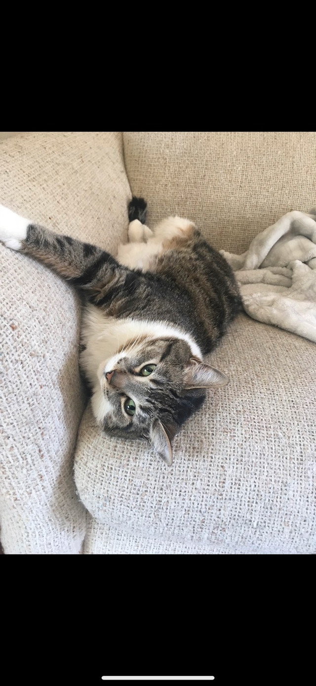 Rehoming my amazing cat! (Repost, still has not been adopted!) Cats