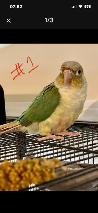 Jeunes conures nourris à la main, View more