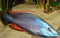 African cichlids and Tropical fish