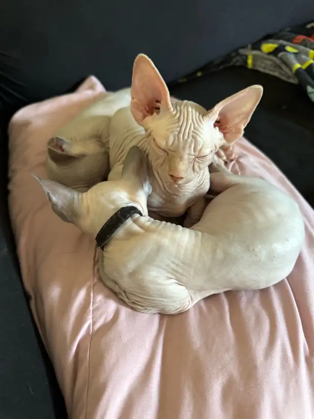 Disponible in Cats & Kittens for Rehoming in Drummondville - Image 5
