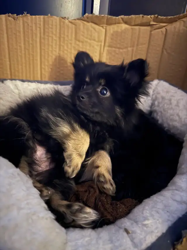 chiots pomchi in Dogs & Puppies for Rehoming in Laurentides - Image 6