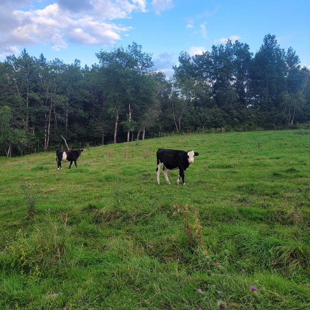 Feeder cattle for sale Livestock Annapolis Valley Kijiji