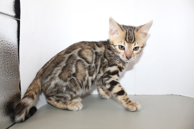 Registered Bengal Kittens in Cats & Kittens for Rehoming in City of Halifax - Image 3