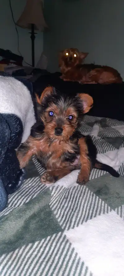 Only one left out 4 . 8 week weight s less then pound beautiful female veey plau full has first roun...