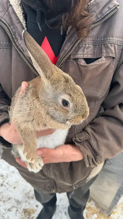 Flemish giant, New Zealand mix ONLY 2 LEFT 9 weeks old Very friendly Great with kids