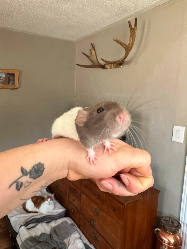 Dumbo rats in Small Animals for Rehoming in Markham / York Region