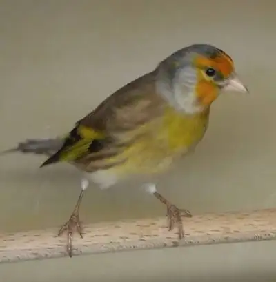 European goldfinch mule, View more