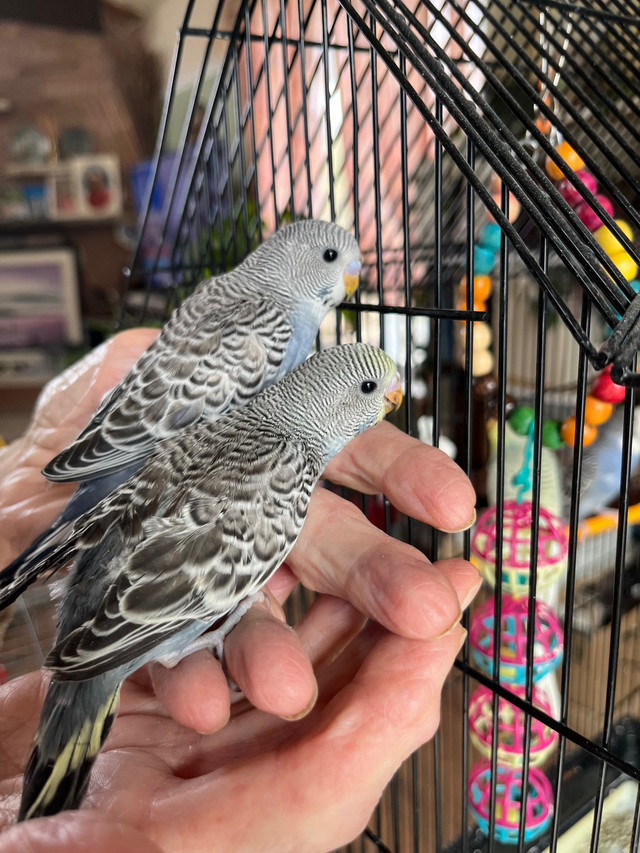 Bébé perruches  in Birds for Rehoming in La Ronge