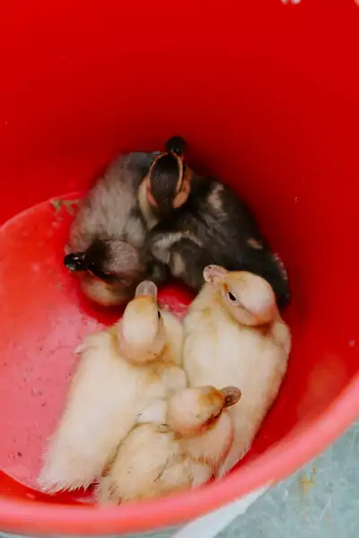 Call Ducklings , View more