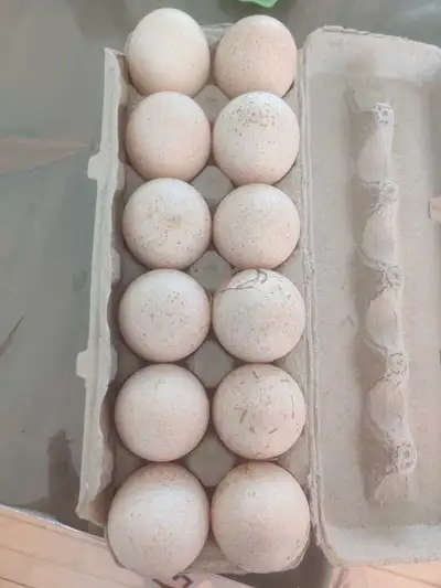 Oeufs dindes Red Bourbon turkey eggs , View more